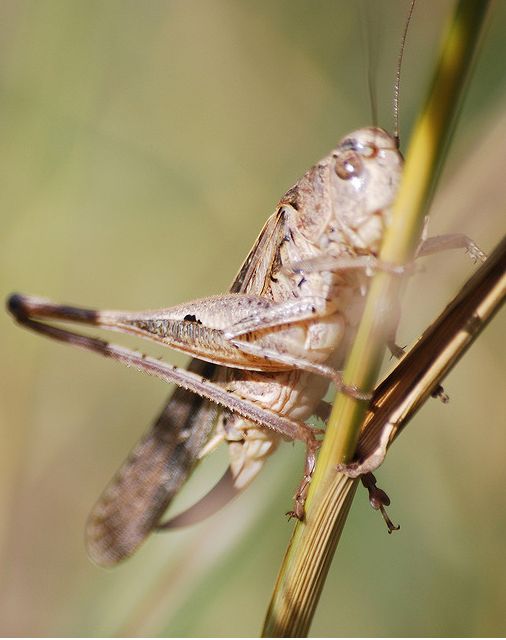 Platycleis affinis